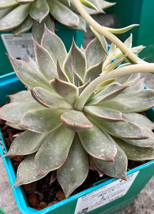 Echeveria ‘Mensa’