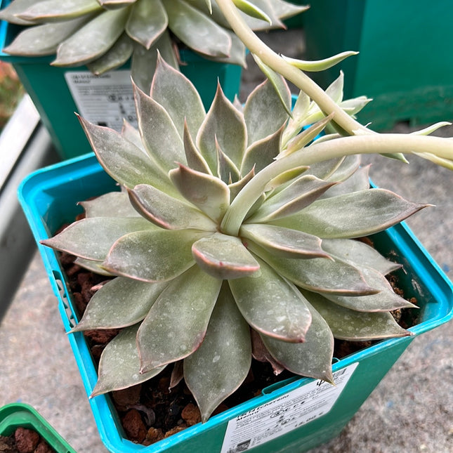 Echeveria ‘Mensa’