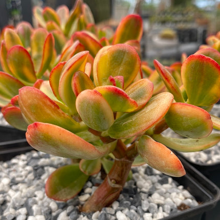 Crassula ovata variegata