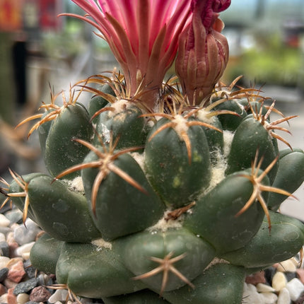 Coryphantha elephantidens