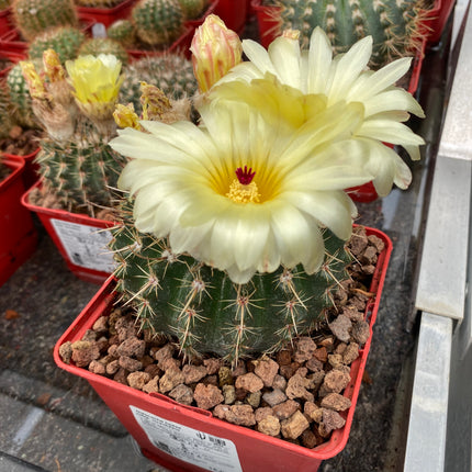 Notocactus herteri subsp. roseoluteus