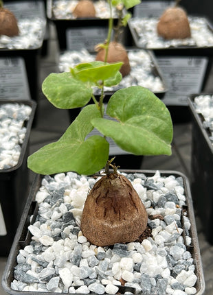 Dioscorea elephantipes “Planta Tortuga”