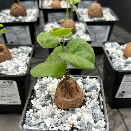 Dioscorea elephantipes “Planta Tortuga”