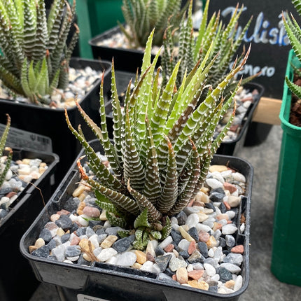 Bunte Haworthiopsis attenuata f. Albino