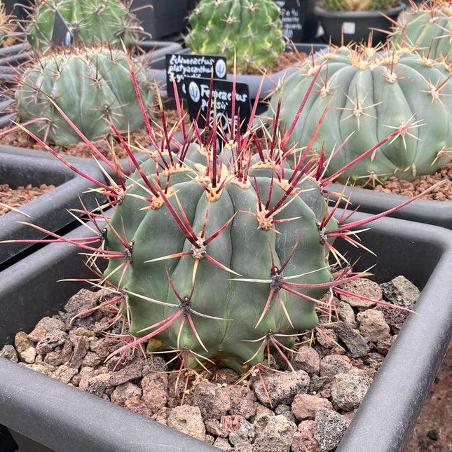 Ferocactus emoryi subsp. rectispinus