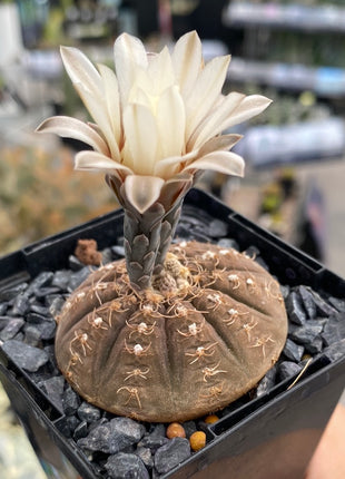 Gymnocalycium ragonesei