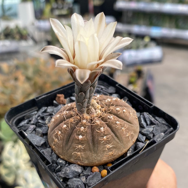 Gymnocalycium ragonesei