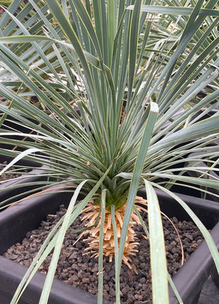 Yucca rostrata