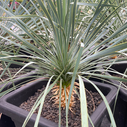 Yucca rostrata