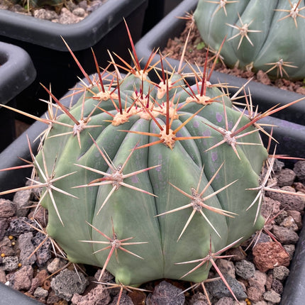 Ferocactus pottsii
