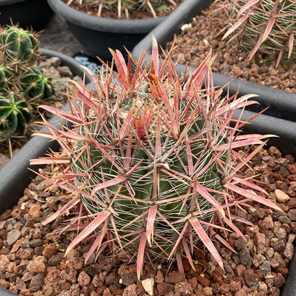 Ferocactus gracilis subs. coloratus