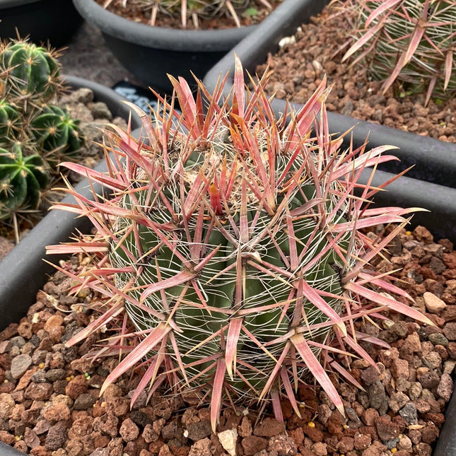 Ferocactus gracilis subs. coloratus