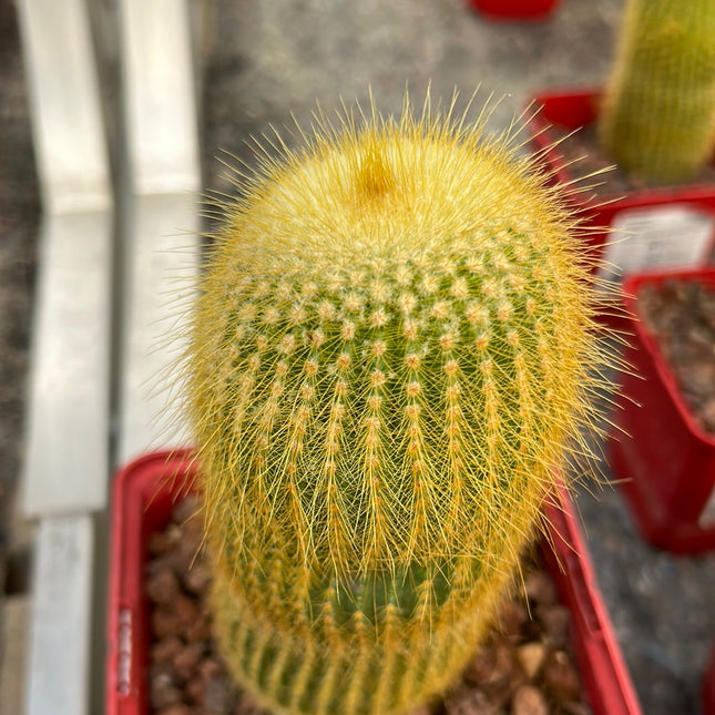 Parodia leninghausii