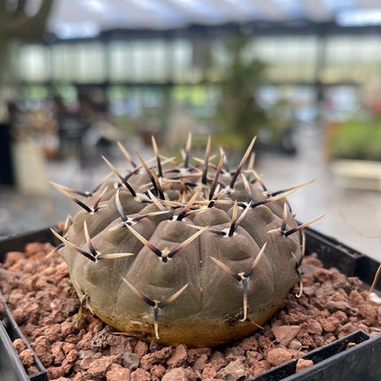 Gymnocalycium obductum