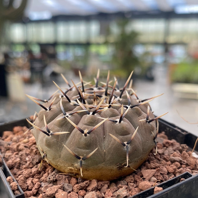 Gymnocalycium obductum