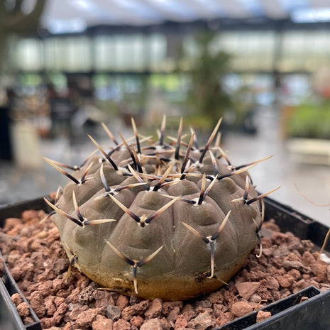 Gymnocalycium obductum