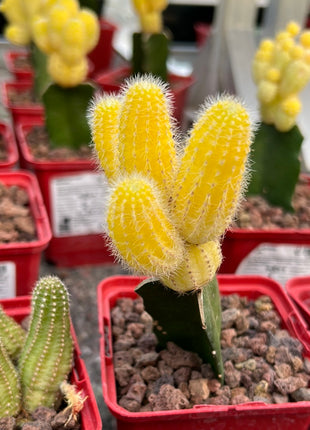 Lobivia silvestrii grafted
