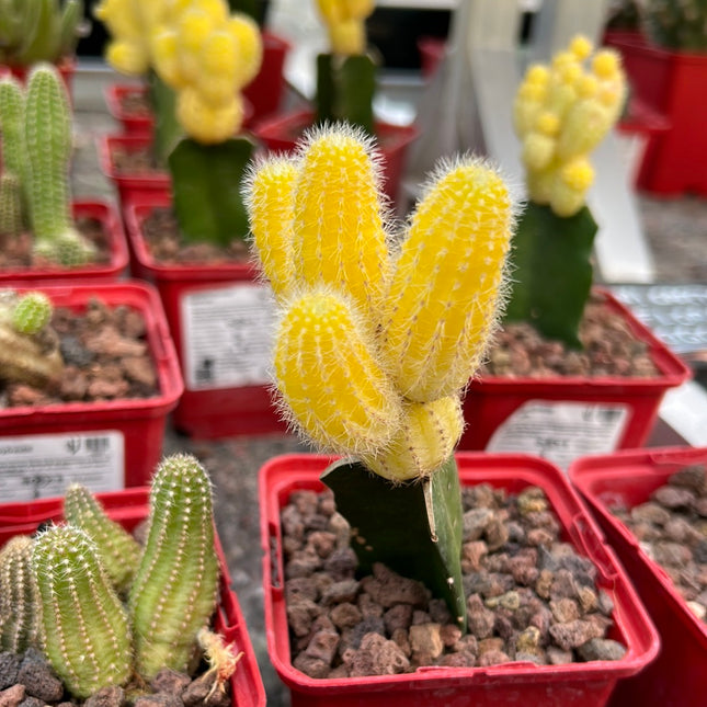 Lobivia silvestrii grafted