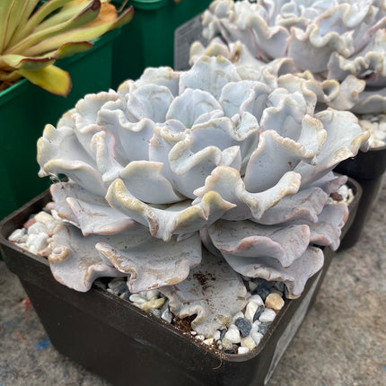 Echeveria ‘Crispate beauty’