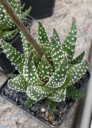 tulista pumila