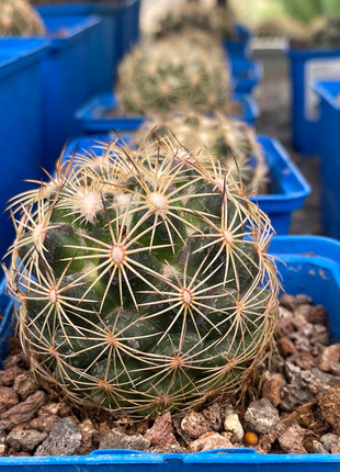 Coryphantha cornifera