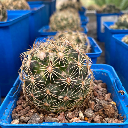 Coryphantha cornifera