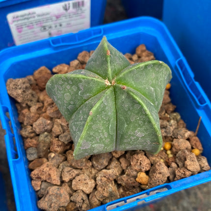 Astrophytum myriostigma var. nudum