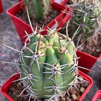 Trichocereus tacaquirensis subs. tachymbalensis
