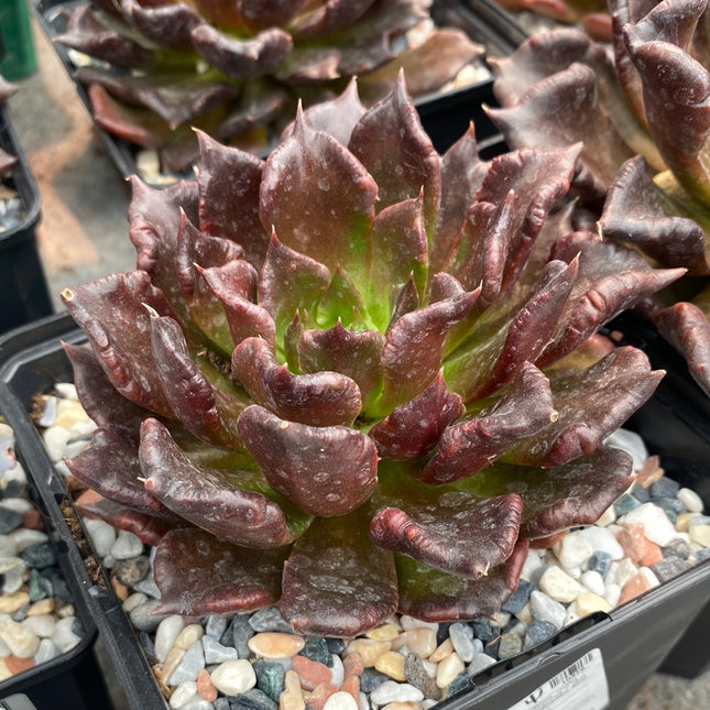 Echeveria ‘Super bowl’