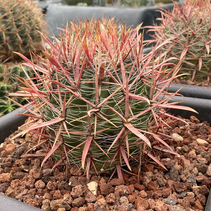 Ferocactus gracilis subs. coloratus