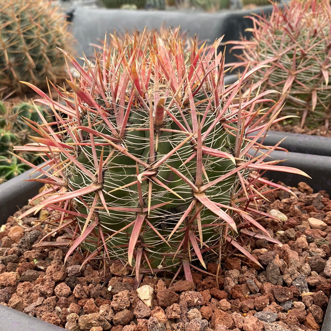 Ferocactus gracilis subs. coloratus