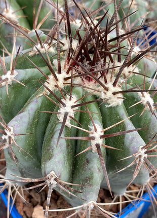 Echinocactus platyacanthus