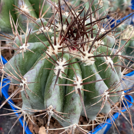 Echinocactus platyacanthus