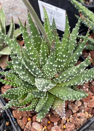 tulista pumila