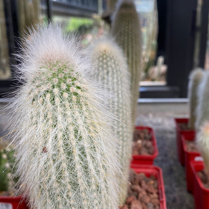 Cleistocactus strausii