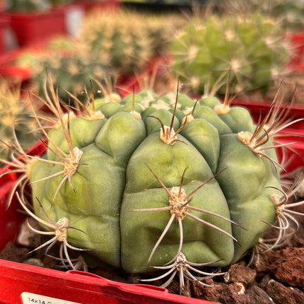 Gymnocalycium saglionis