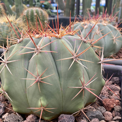 Ferocactus pottsii