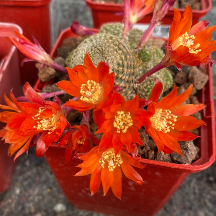 Aylostera cv. sunrise