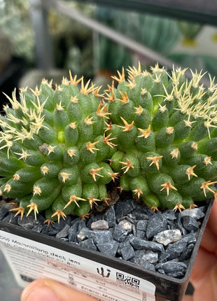 Mammillaria decipiens subsp. camptotricha cv. 'Bru'