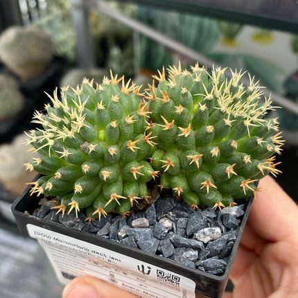 Mammillaria decipiens subsp. camptotricha cv. 'Bru'