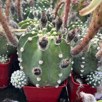 Echinopsis subdenudata