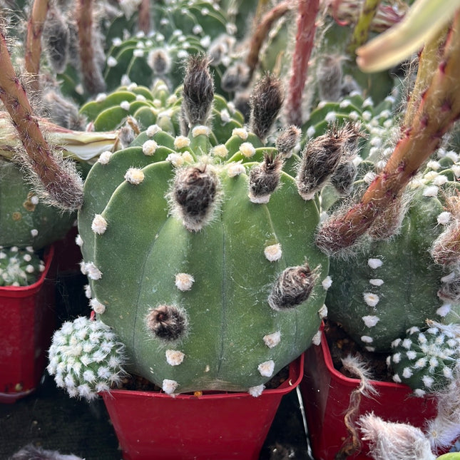 Echinopsis subdenudata