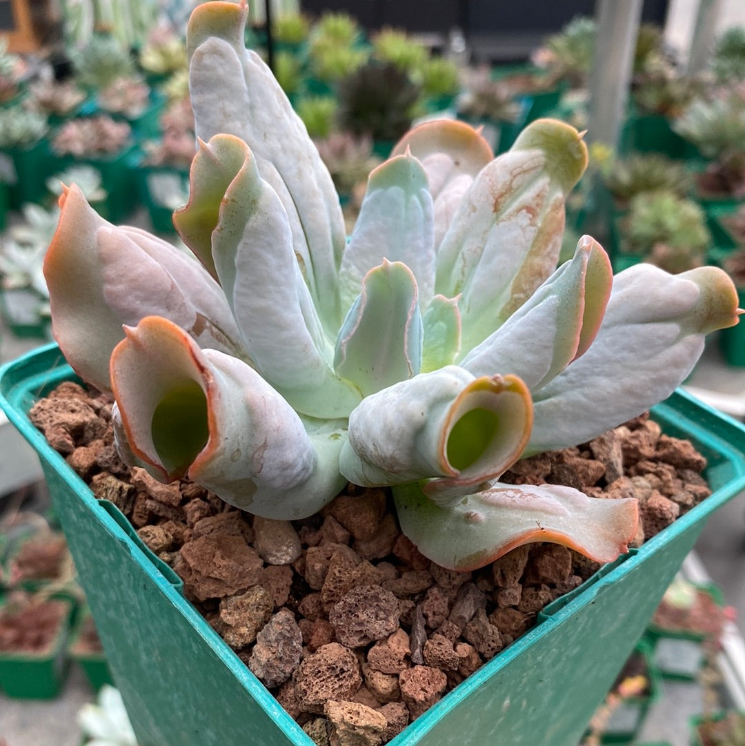 echeveria culibra succulent Echeveria culibra – DesertSTORE.es