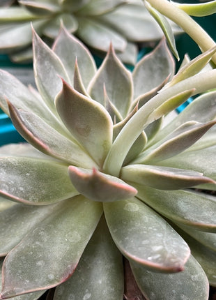 Echeveria ‘Mensa’