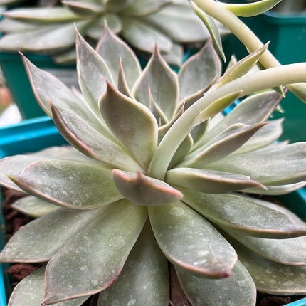 Echeveria 'Mensa'