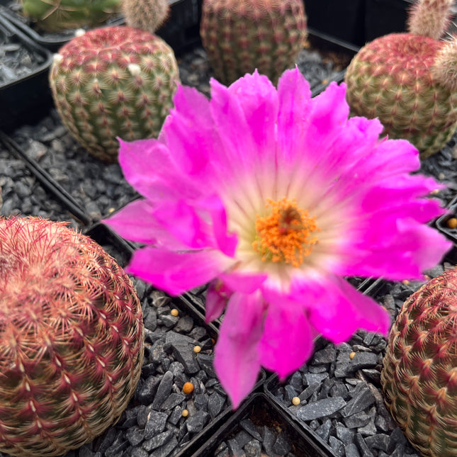 Echinocereus rigidissimus subsp. rubispinus “Cactus Barbie”