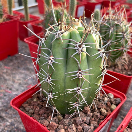 Trichocereus tacaquirensis subs. tachymbalensis
