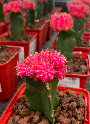 Grafted Gymnocalycium mihanovichii