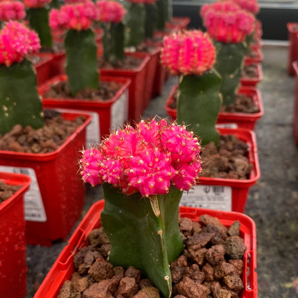 Grafted Gymnocalycium mihanovichii