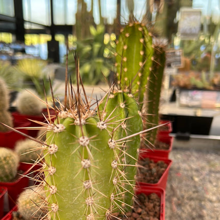 Herzogian neoraimondia